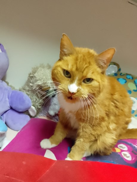 Kat Europese korthaar of huiskat