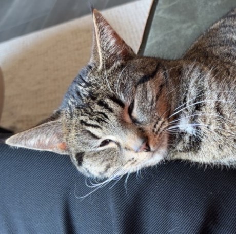 Kat Europese korthaar of huiskat