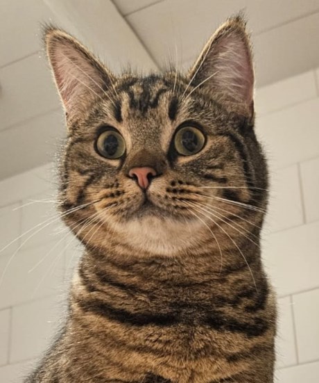 Kat Europese korthaar of huiskat