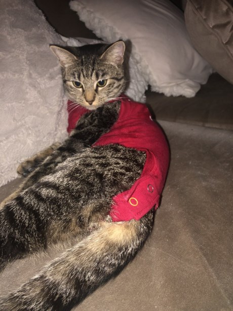 Kat Europese korthaar of huiskat