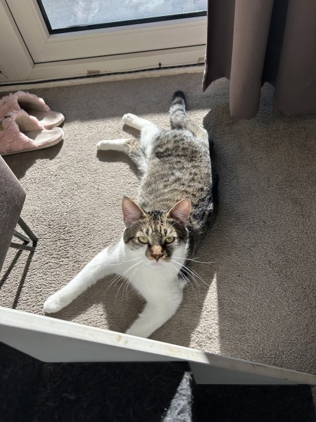 Kat Europese korthaar of huiskat