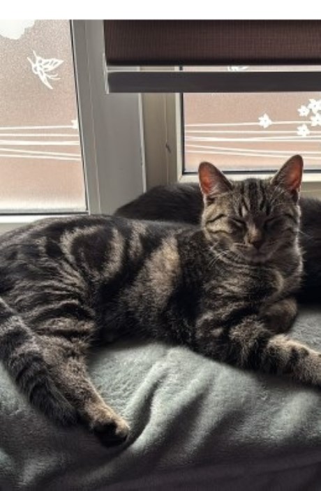 Kat Europese korthaar of huiskat