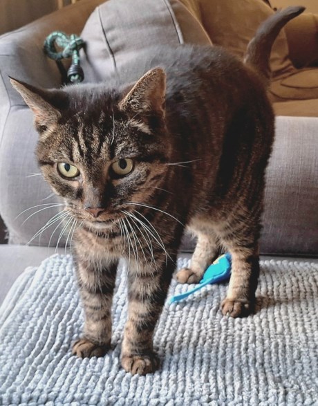 Kat Europese korthaar of huiskat