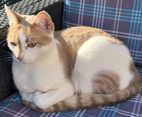 Kat Europese korthaar of huiskat