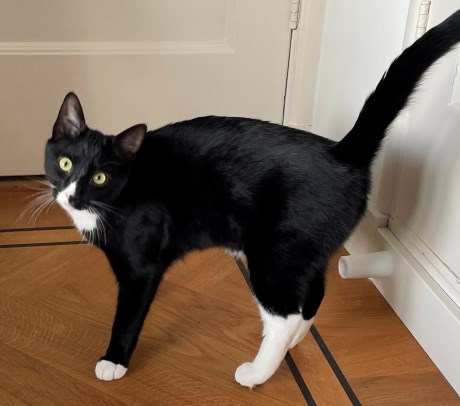 Kat Europese korthaar of huiskat