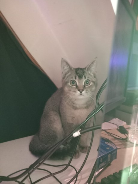 Kat Brits korthaar X