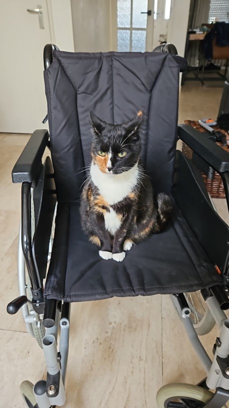 Kat Europese korthaar of huiskat