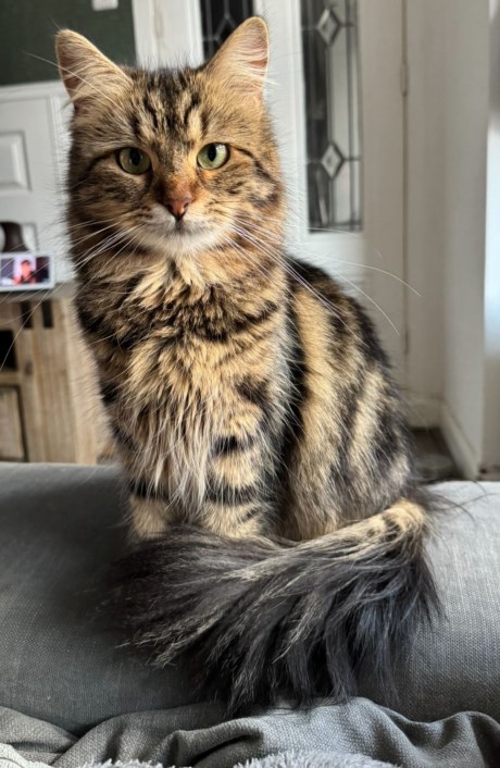 Kat Boskat/Siberisch