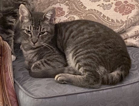 Kat Europese korthaar of huiskat