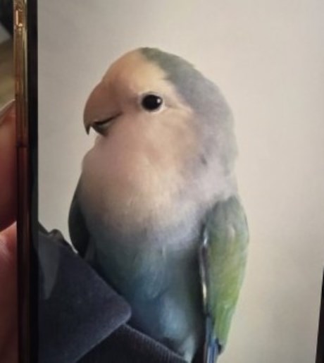 Vogel (Dwerg-)papegaai