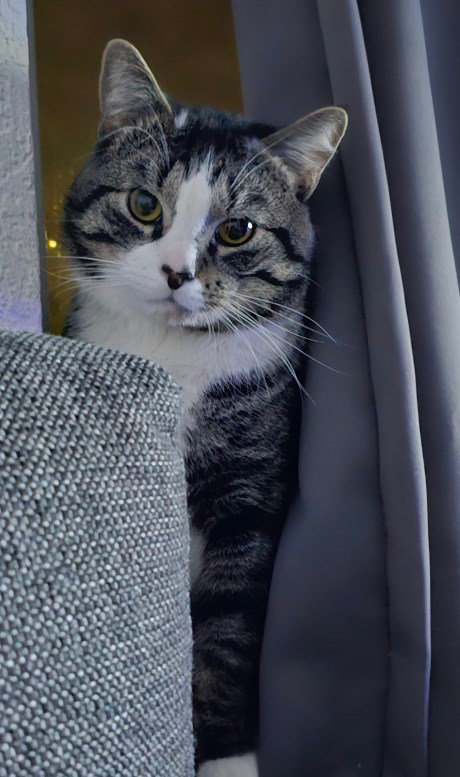 Kat Europese korthaar of huiskat