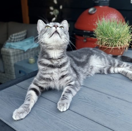 Kat Europese korthaar of huiskat