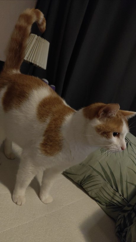 Kat Europese korthaar of huiskat