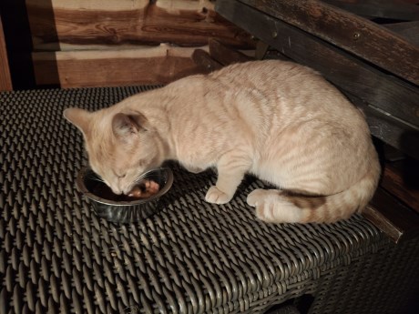 Kat Europese korthaar of huiskat