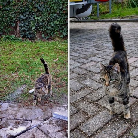 Kat Europese korthaar of huiskat