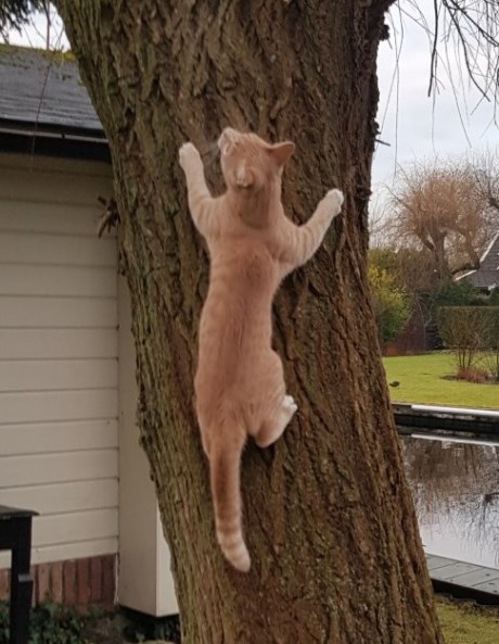 Kat Europese korthaar of huiskat