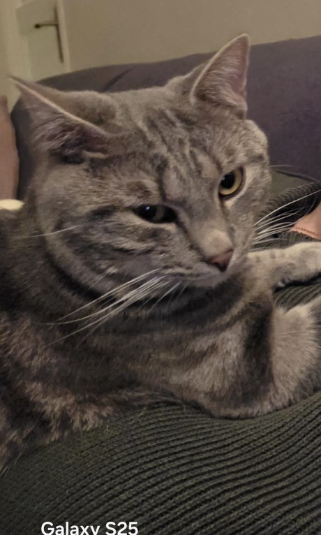 Kat Europese korthaar of huiskat