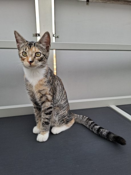 Kat Europese korthaar of huiskat