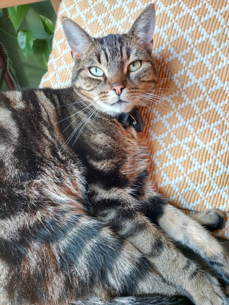 Kat Europese korthaar of huiskat