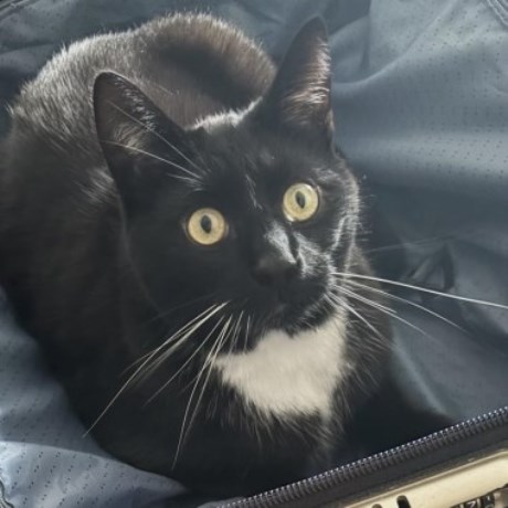 Kat Europese korthaar of huiskat