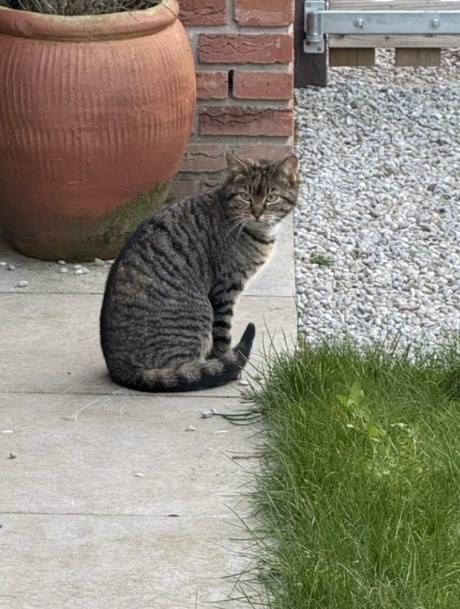 Kat Europese korthaar of huiskat