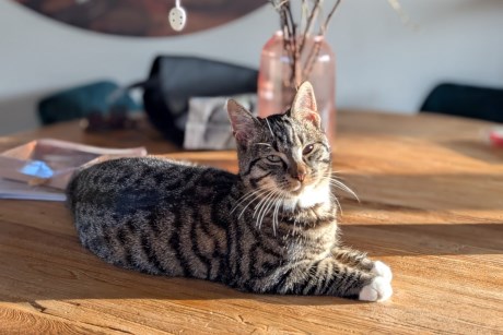 Kat Europese korthaar of huiskat