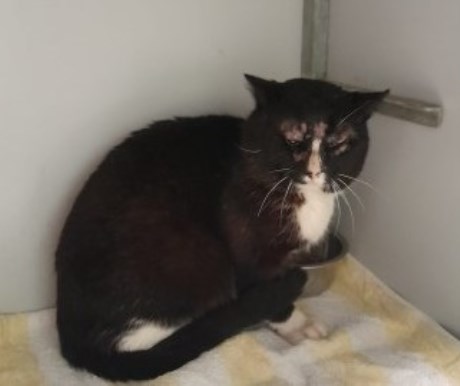 Kat Europese korthaar of huiskat