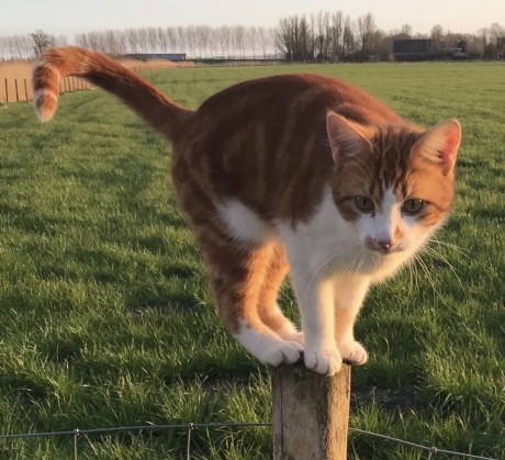 Kat Europese korthaar of huiskat