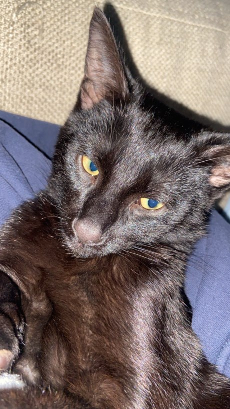 Kat Europese korthaar of huiskat