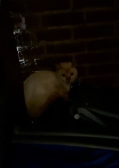 Kat Europese korthaar of huiskat