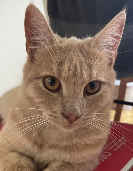 Kat Europese korthaar of huiskat