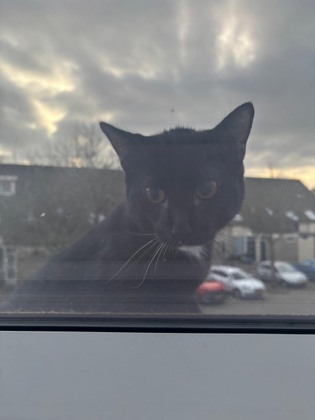 Kat Europese korthaar of huiskat