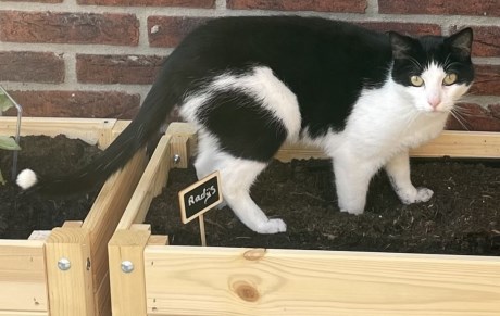 Kat Europese korthaar of huiskat