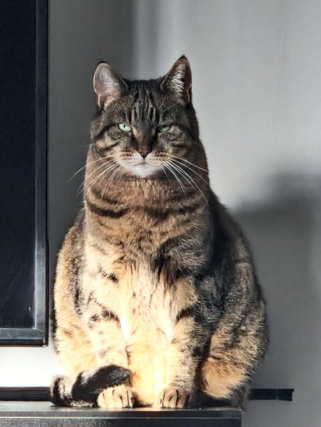 Kat Europese korthaar of huiskat