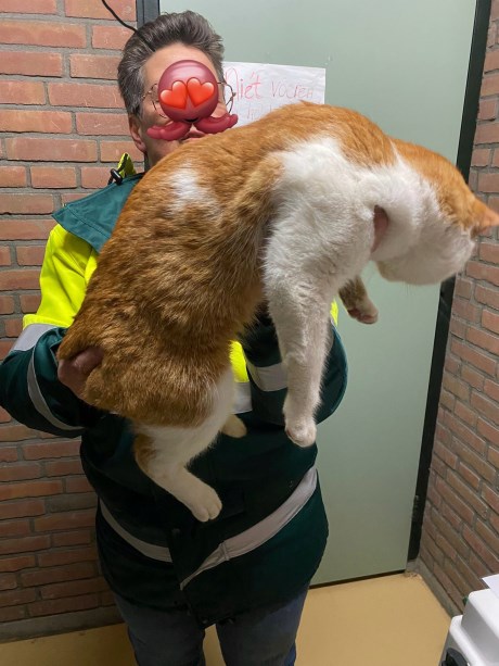 Kat Europese korthaar of huiskat