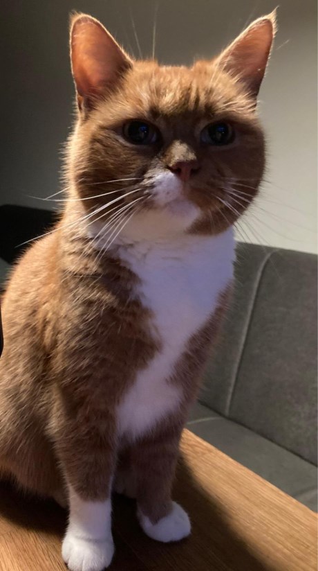 Kat Europese korthaar of huiskat