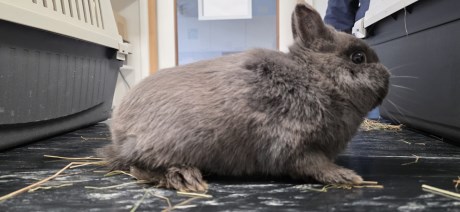 Knaagdier / Haasachtige Konijn