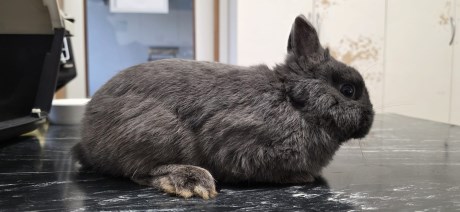 Knaagdier / Haasachtige Konijn