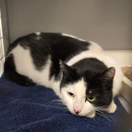 Kat Europese korthaar of huiskat