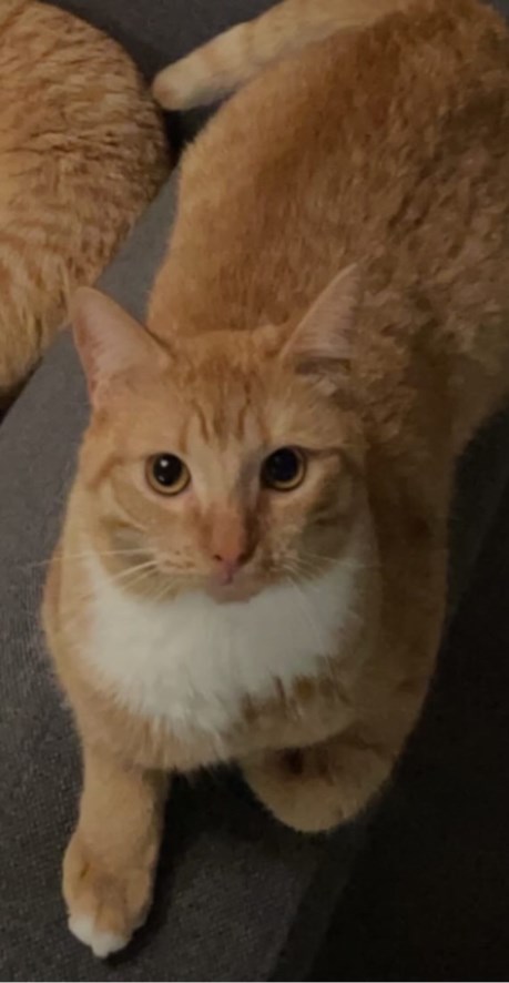 Kat Europese korthaar of huiskat