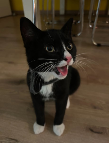 Kat Europese korthaar of huiskat