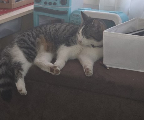 Kat Europese korthaar of huiskat