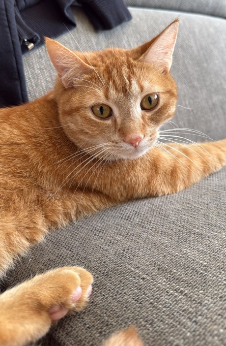 Kat Europese korthaar of huiskat