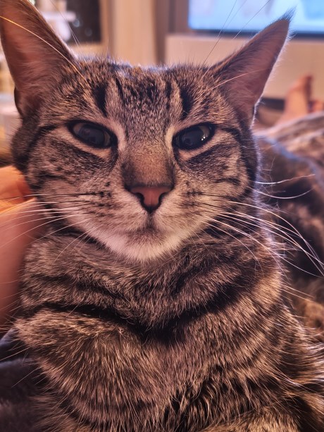 Kat Europese korthaar of huiskat