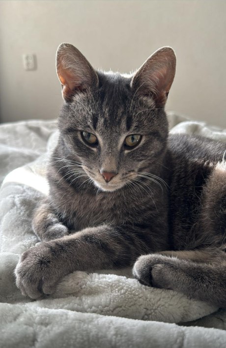 Kat Europese korthaar of huiskat