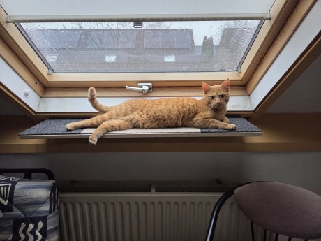 Kat Europese korthaar of huiskat