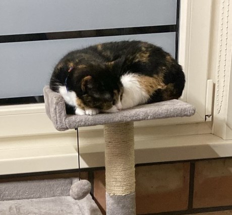 Kat Europese korthaar of huiskat