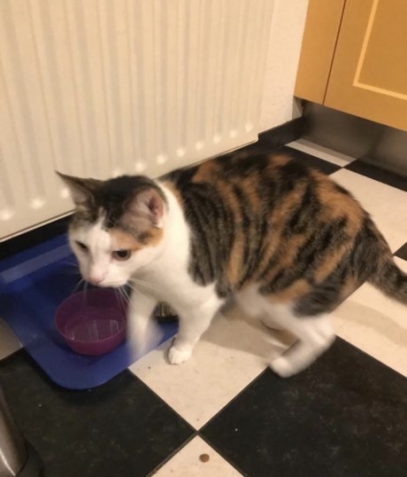 Kat Europese korthaar of huiskat