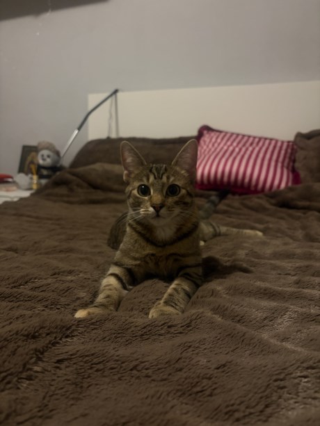 Kat Europese korthaar of huiskat