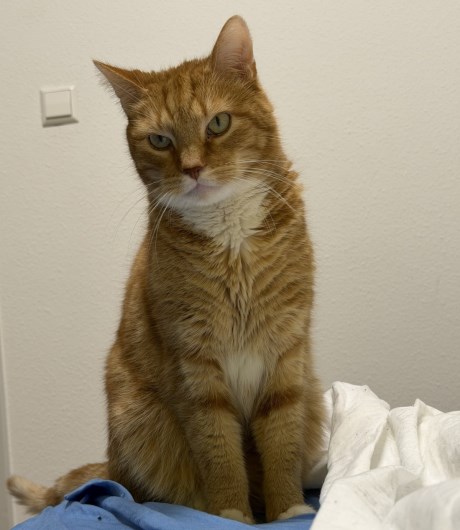 Kat Europese korthaar of huiskat